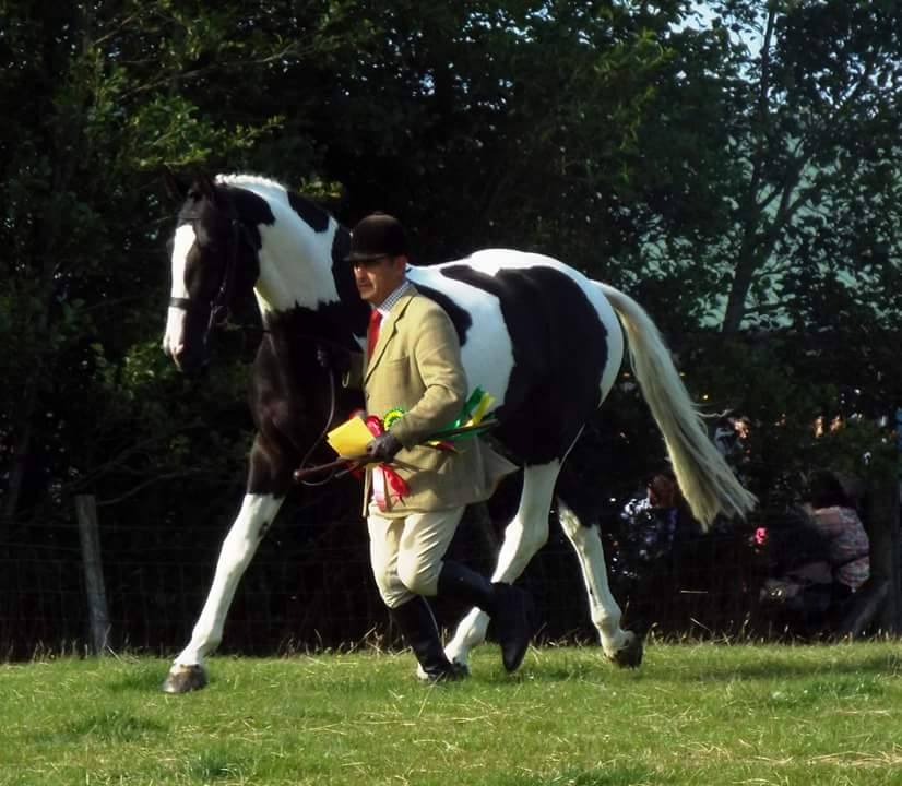 Coloured Stallion Fernando As A Two Year Old